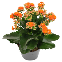 Aldi S&uuml;d  GARDENLINE Garten Kalanchoe
