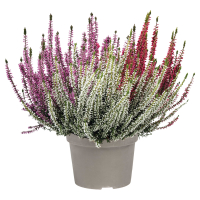 Aldi S&uuml;d  GARDENLINE Callunen BL Trio