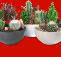 Penny  Kakteenschale Salsa