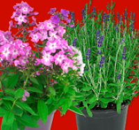 Penny  Lavendula Stoechas o. Phlox