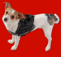 Penny  Xtreme Hunde-Geschirr