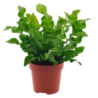 Aldi S&uuml;d  GARDENLINE Gr&uuml;npflanzen