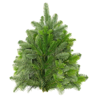 Aldi S&uuml;d  GARDENLINE Tannenhandbunde 2.500 g, Nordmann