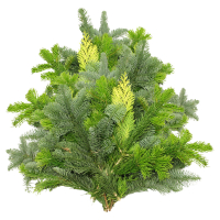 Aldi S&uuml;d  GARDENLINE Tannenhandbunde 1.000 g, Mix