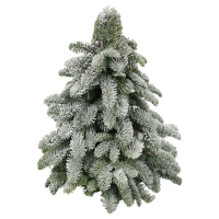 Aldi S&uuml;d  GARDENLINE Nobilisbaum mit Schnee 30 cm