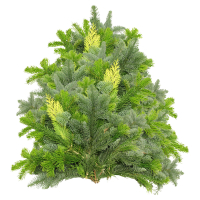 Aldi S&uuml;d  GARDENLINE Tannenhandbunde 2.500 g, Mix