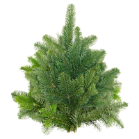 Aldi S&uuml;d  GARDENLINE Tannenhandbunde 1.000 g, Nordmann