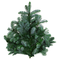 Aldi S&uuml;d  GARDENLINE Tannenhandbunde 1.000 g, Nobilis