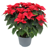 Aldi S&uuml;d  GARDENLINE, Weihnachtsstern Busch XXL rot