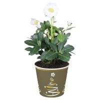 Aldi S&uuml;d  GARDENLINE, Christrose im Potcover wei&szlig;