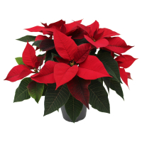 Aldi S&uuml;d  GARDENLINE, Weihnachtsstern Busch T15 rot