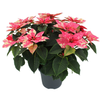 Aldi S&uuml;d  GARDENLINE, Weihnachtsstern Busch XXL Skystar
