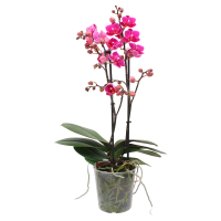 Aldi S&uuml;d  GARDENLINE Orchidee Multiflora