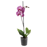 Aldi S&uuml;d  GARDENLINE Orchidee 1 Trieber