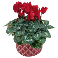 Aldi S&uuml;d  GARDENLINE Cyclame in Keramik