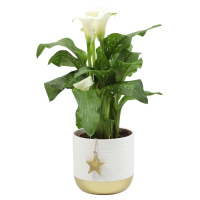 Aldi S&uuml;d  GARDENLINE Calla in Keramik