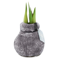 Aldi S&uuml;d  GARDENLINE Amaryllis in Samtsocke