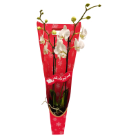 Aldi S&uuml;d  GARDENLINE Orchidee in Geschenkverpackung