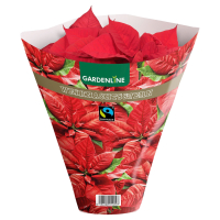 Aldi S&uuml;d  GARDENLINE Fairtrade Poinsettia