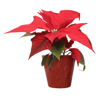Aldi S&uuml;d  GARDENLINE Mini Poinsettia