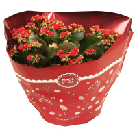 Aldi S&uuml;d  GARDENLINE Kalanchoe Schale