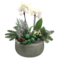 Aldi S&uuml;d  GARDENLINE Orchideen Schale Gr&uuml;n