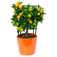 Aldi S&uuml;d  GARDENLINE Zitrus Spalier