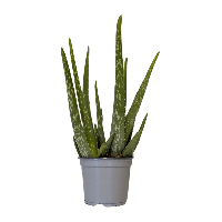 Aldi Nord Gardenline GARDENLINE Aloe vera