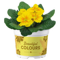 Aldi S&uuml;d  GARDENLINE Primel Mix