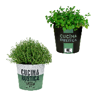 Aldi Nord Gardenline GARDENLINE Italienische Kr&auml;uter