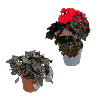 Aldi Nord Gardenline GARDENLINE Begonien-Mix