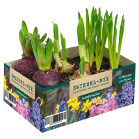 Aldi S&uuml;d  GARDENLINE Blumenzwiebel Mix, 6er-Pack