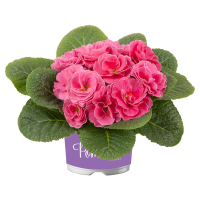 Aldi S&uuml;d  GARDENLINE Primel Pom Pom T10,5