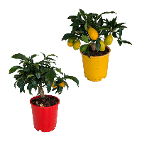Aldi Nord Gardenline GARDENLINE Zitrusb&auml;umchen