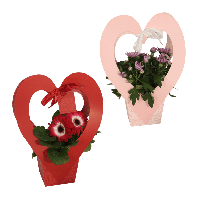 Aldi Nord Gardenline GARDENLINE Bl&uuml;hpflanze