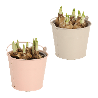 Aldi Nord Gardenline GARDENLINE Blumenzwiebeln im Zinktopf