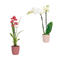 Aldi Nord Gardenline GARDENLINE Phalaenopsis