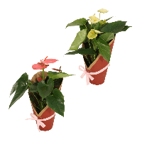 Aldi Nord Gardenline GARDENLINE Anthurie