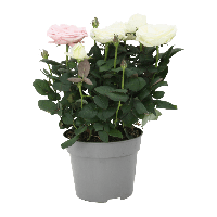 Aldi Nord Gardenline GARDENLINE Topfrosen Dolce Amore