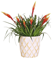 Kaufland  Bromelie oder Ananaspflanze im Keramik-&Uuml;bertopf