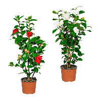 Aldi Nord Gardenline GARDENLINE Kamelie