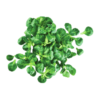 Aldi Nord  Feldsalat