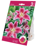 Kaufland  Lilien-Zwiebeln