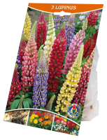 Kaufland  Lupinen-Zwiebeln