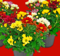 Penny  Chrysanthemen Indicum
