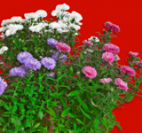 Penny  Neubelgische Aster
