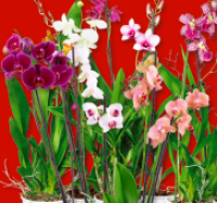 Penny  Bl&uuml;hende Phalaenopsis oder Orchideen-Mix