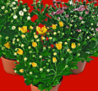Penny  Topf-Chrysantheme