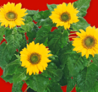 Penny  Sonnenblume