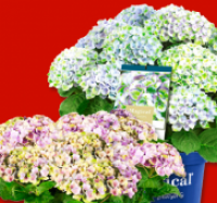 Penny  Hortensie Magical